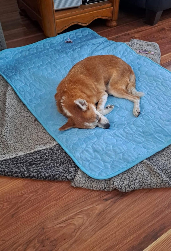 Marie Hoffmann | Shiba Inu
