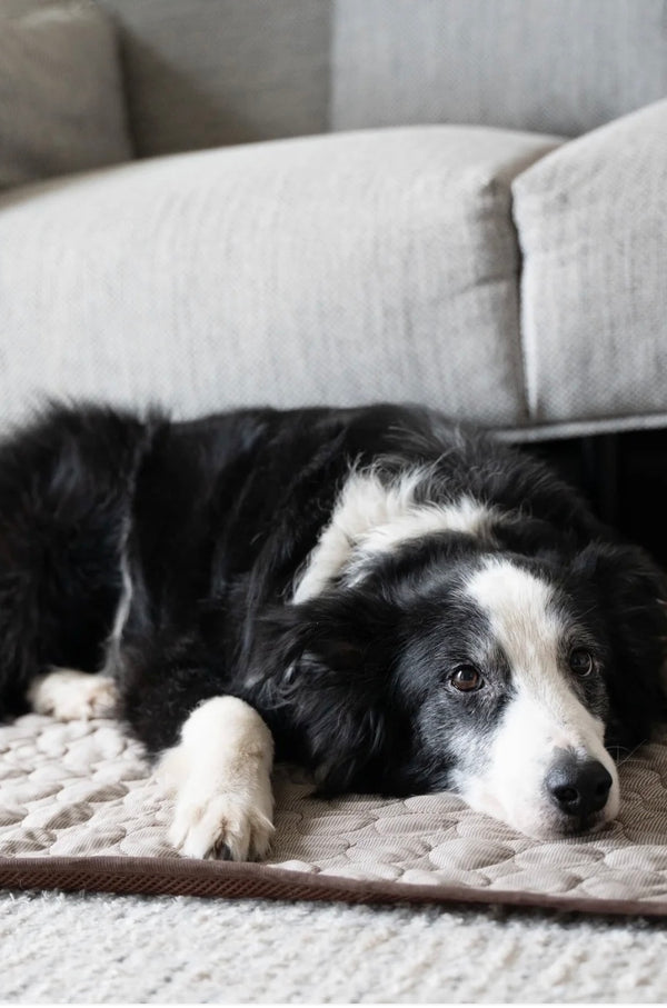 Laura Neumann | Border Collie