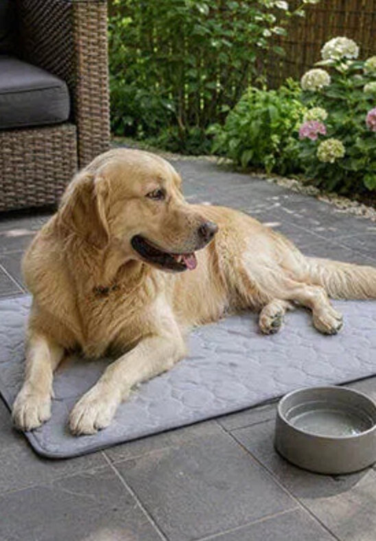 Sophie Wagner | Golden Retriever